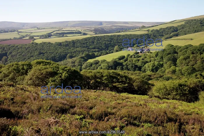 : Small farmstead on Exmoor : Small farmstead on Exmoor