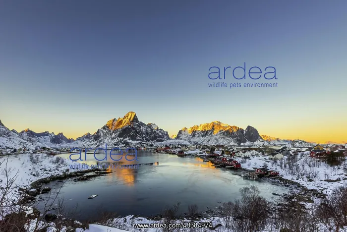  : The small fishing village Reine on the Lofoten islands i