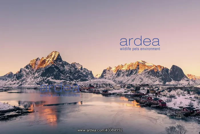 : The small fishing village Reine on the Lofoten islands i : The small fishing village Reine on the Lofoten islands i