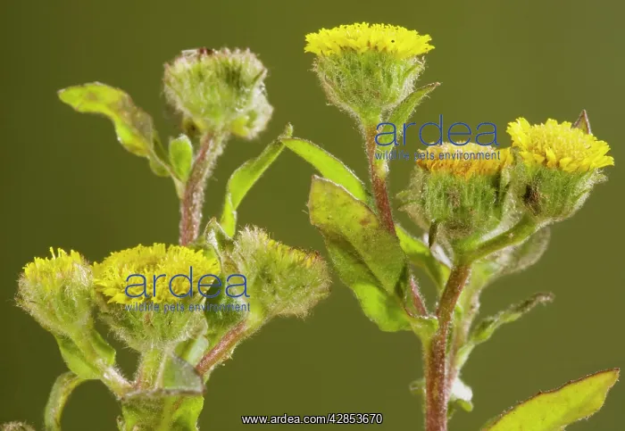 : Small fleabane - very rare plant of grazed grassland : Small fleabane - very rare plant of grazed grassland