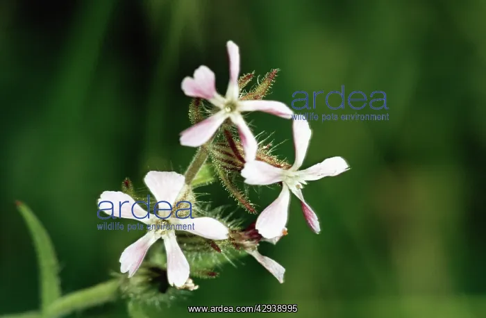 : Small-flowered CATCHFLY - Windmill Pink : Small-flowered CATCHFLY - Windmill Pink