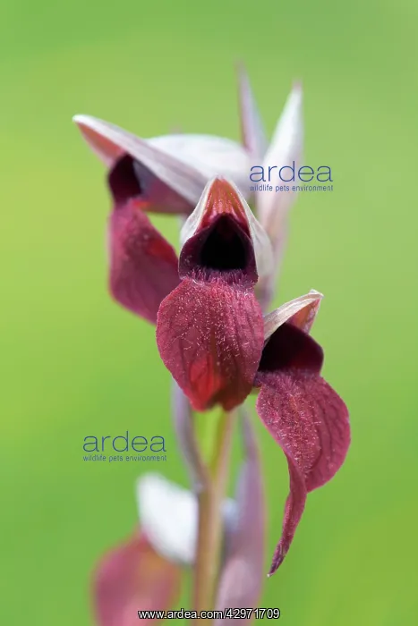 : Small Flowered Tongue Orchid : Small Flowered Tongue Orchid