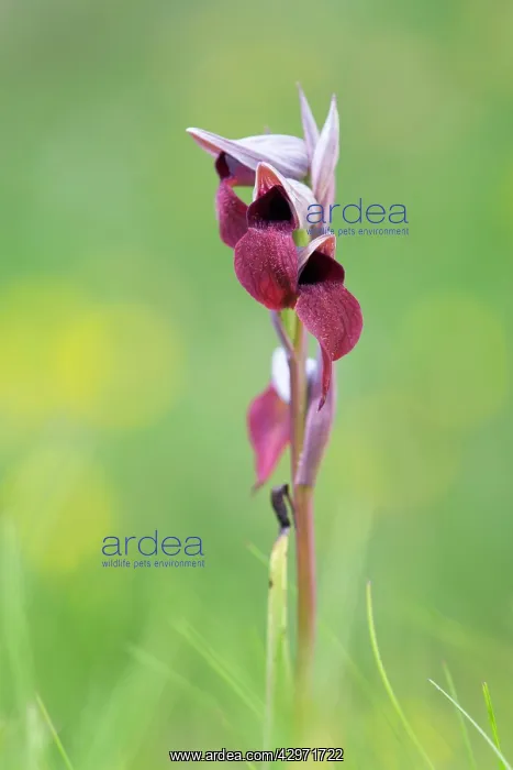 : Small Flowered Tongue Orchid : Small Flowered Tongue Orchid