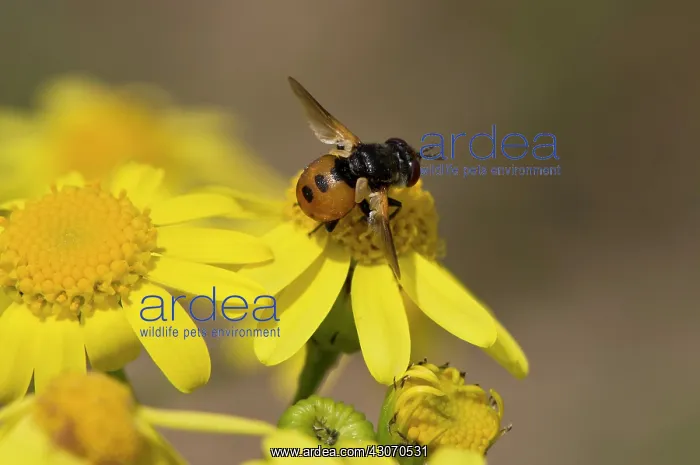 : Small fly, Gymnosoma nudifrons, in yellow flower : Small fly, Gymnosoma nudifrons, in yellow flower