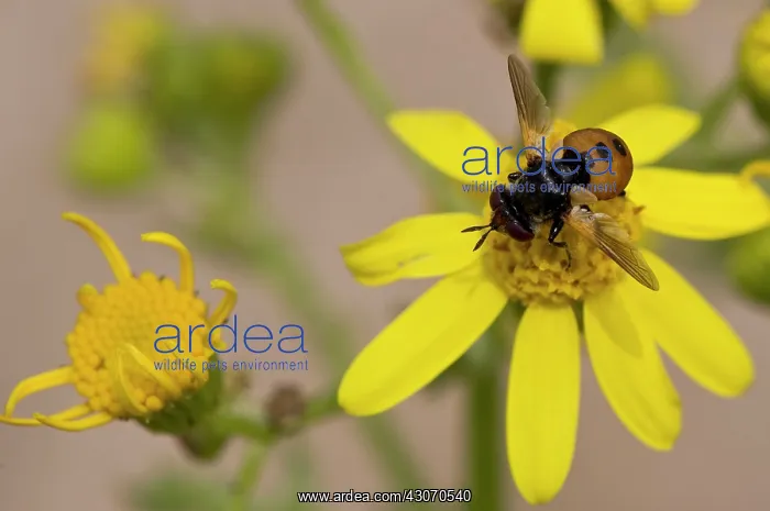 : Small fly, Gymnosoma nudifrons, in yellow flower : Small fly, Gymnosoma nudifrons, in yellow flower