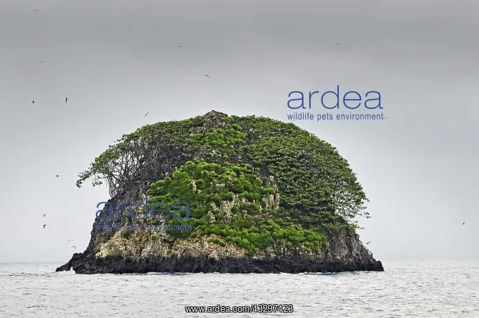 : Small forested rocky island off Cocos Island, UNESCO : Small forested rocky island off Cocos Island, UNESCO
