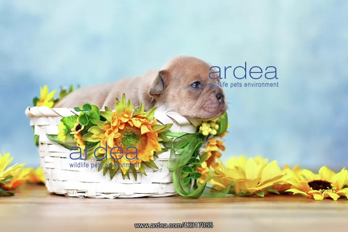 : Small French Bulldog dog puppy lying in white basket : Small French Bulldog dog puppy lying in white basket