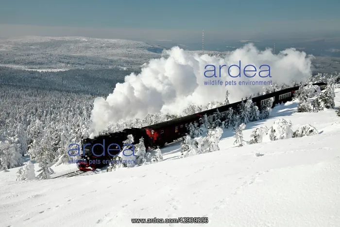 : Small Gauge Steam Locomotive - riding through snow : Small Gauge Steam Locomotive - riding through snow