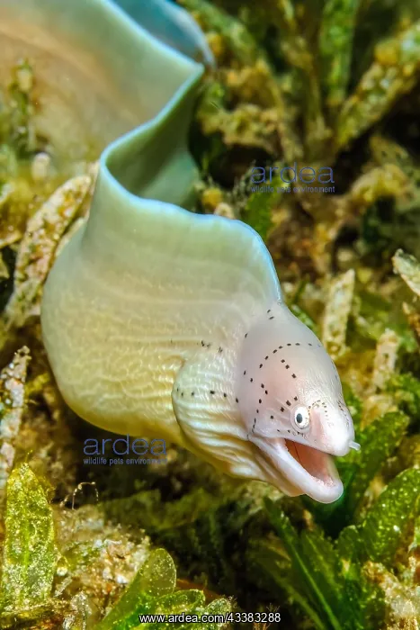 : Small geometric moray (Gymnothorax griseus) with : Small geometric moray (Gymnothorax griseus) with