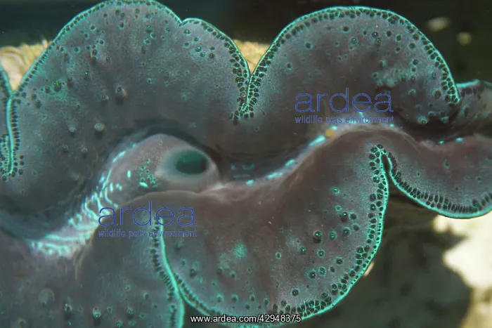 : Small Giant Clam : Small Giant Clam