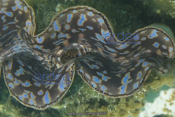 : Small Giant Clam : Small Giant Clam