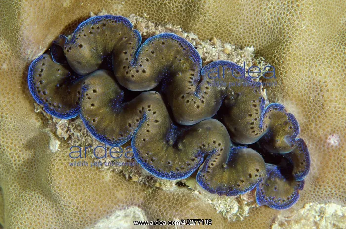 : Small Giant Clam embedded in coral - NusaBay Menjangan Hotel : Small Giant Clam embedded in coral - NusaBay Menjangan Hotel