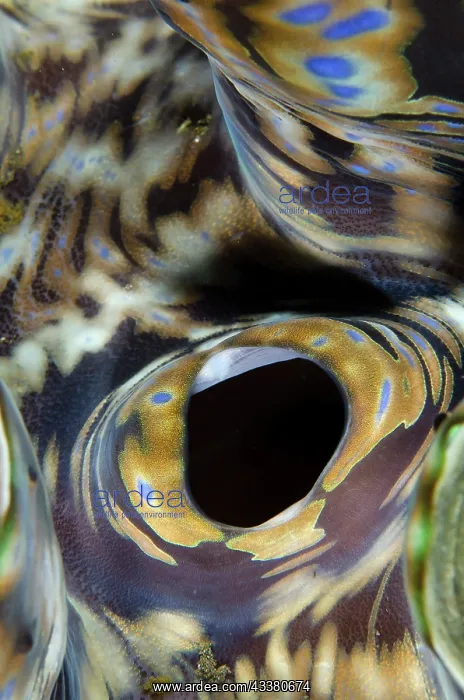 : Small Giant Clam - Incurrent siphon and mantle - : Small Giant Clam - Incurrent siphon and mantle -