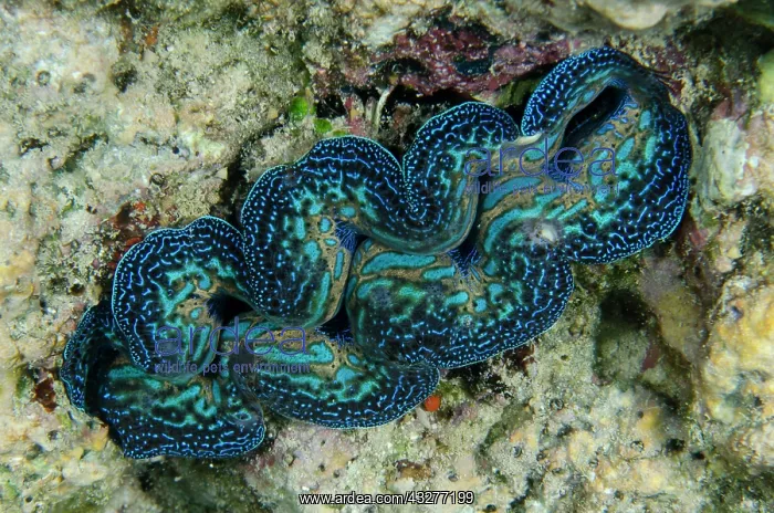 : Small Giant Clam - NusaBay Menjangan Hotel house reef, West : Small Giant Clam - NusaBay Menjangan Hotel house reef, West
