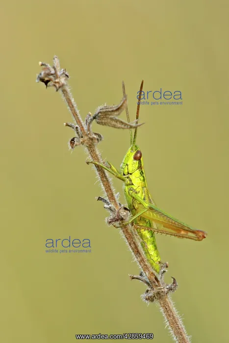 : Small Golden Grasshopper - resting on blade of : Small Golden Grasshopper - resting on blade of