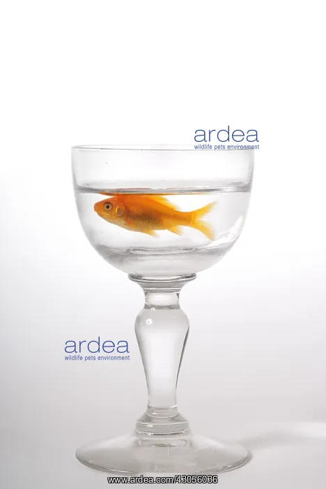 : Small goldfish in a small space in a glass of water : Small goldfish in a small space in a glass of water