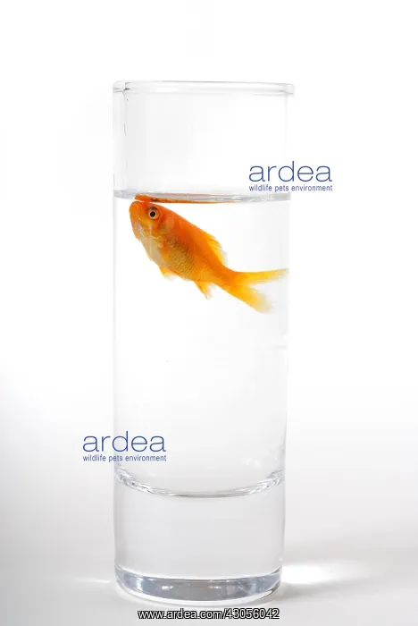 : Small goldfish in a small space in a glass of water : Small goldfish in a small space in a glass of water