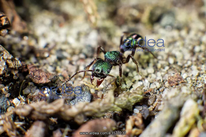 : Small green ant (Rhytidoponera metallica) with grain : Small green ant (Rhytidoponera metallica) with grain