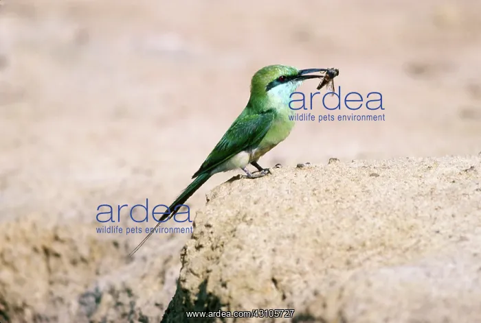 : Small Green Bee-eater : Small Green Bee-eater