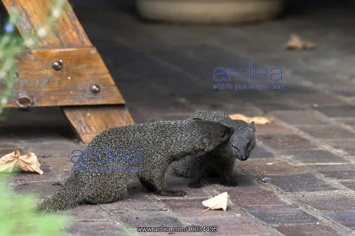 : Small Grey Mongoose - pair indulging in mutual grooming : Small Grey Mongoose - pair indulging in mutual grooming