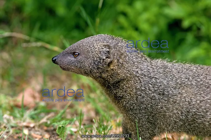 : Small Grey Mongoose - Widespread in Cape Provinces : Small Grey Mongoose - Widespread in Cape Provinces