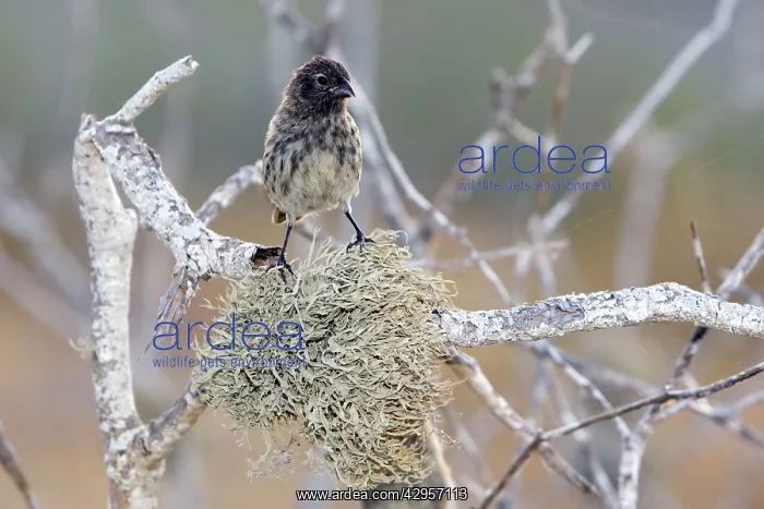 : Small Ground Finch : Small Ground Finch