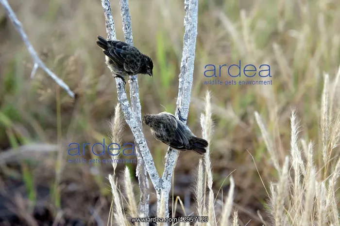 : Small Ground Finch : Small Ground Finch