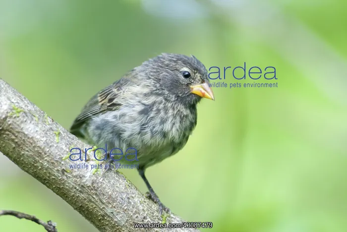 : Small ground finch : Small ground finch