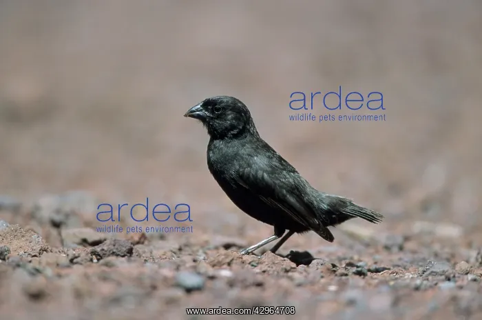 : Small Ground Finch - One of Darwin's Finches : Small Ground Finch - One of Darwin's Finches