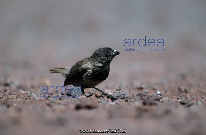 : Small Ground Finch - One of Darwin's Finches : Small Ground Finch - One of Darwin's Finches