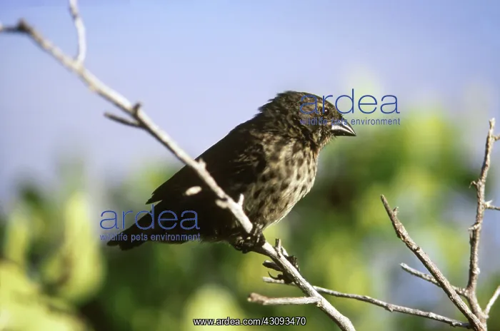 : Small Ground Finch (Geospiza fuliginosa) : Small Ground Finch (Geospiza fuliginosa)