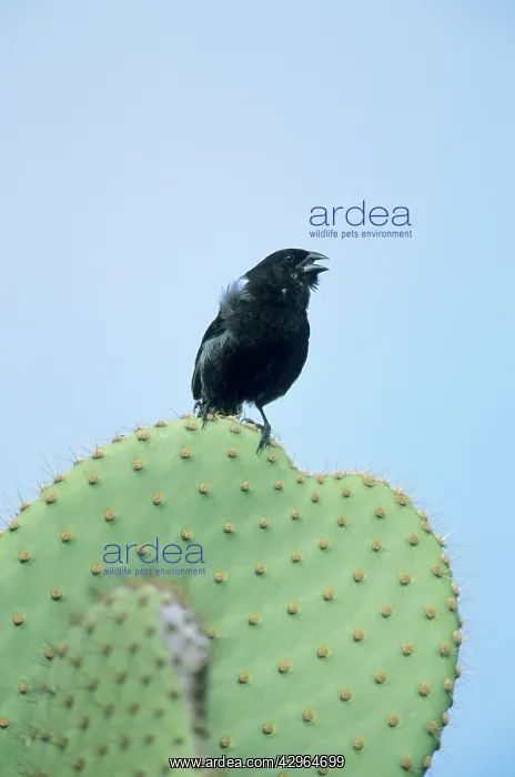 : Small Ground Finch - on Opuntia Cactus : Small Ground Finch - on Opuntia Cactus