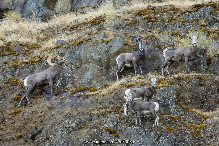 : Small group of bighorn sheep (Ovis canadensis) on : Small group of bighorn sheep (Ovis canadensis) on