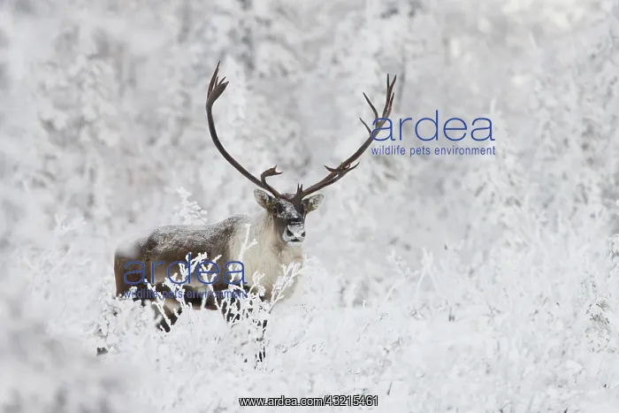 : A small group of caribou migrates along the edge : A small group of caribou migrates along the edge