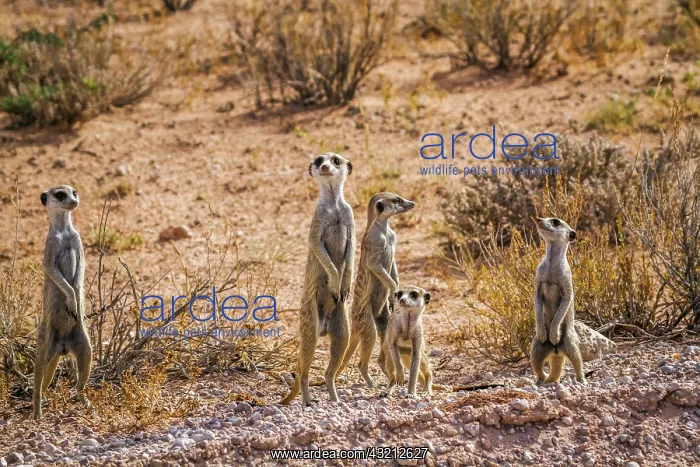 : Small group of Meerkats (Suricata suricatta) in : Small group of Meerkats (Suricata suricatta) in