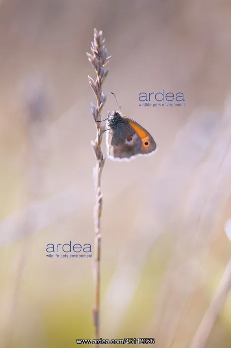 : Small Heath : Small Heath