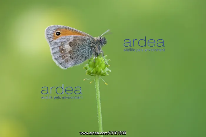 : Small Heath : Small Heath