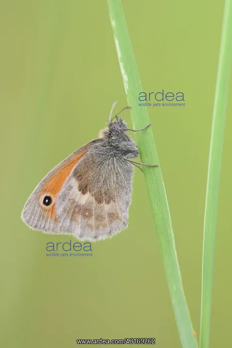 : Small Heath : Small Heath