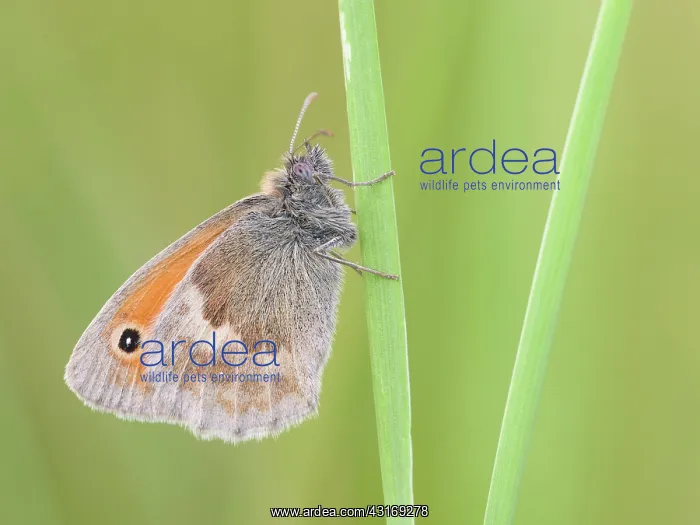 : Small Heath : Small Heath