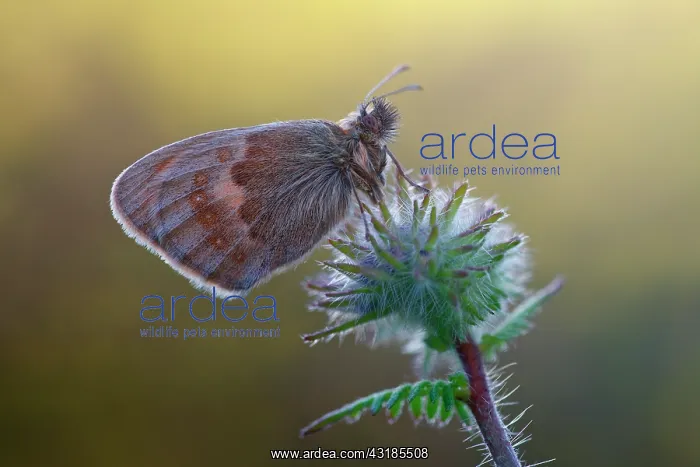 : Small Heath : Small Heath