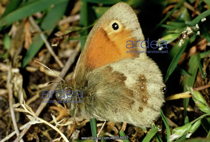 : SMALL HEATH BUTTERFLY : SMALL HEATH BUTTERFLY
