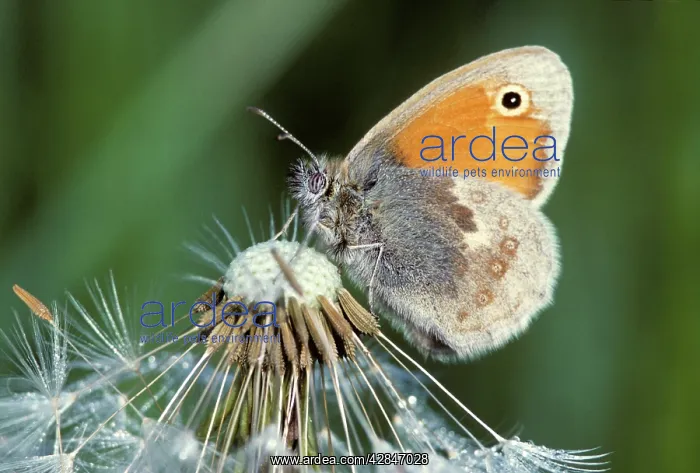 : Small Heath Butterfly - on Dandelion : Small Heath Butterfly - on Dandelion