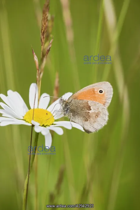 : Small Heath Butterfly E resting in meadow : Small Heath Butterfly E resting in meadow
