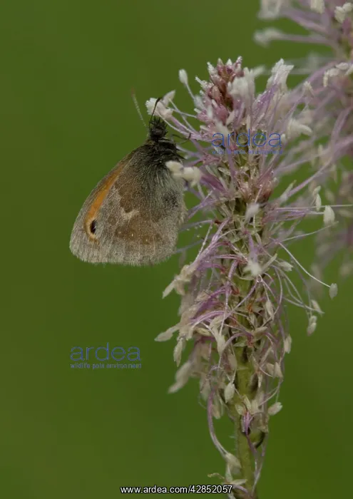 : Small Heath Butterfly on hoary plantain (Plantago : Small Heath Butterfly on hoary plantain (Plantago