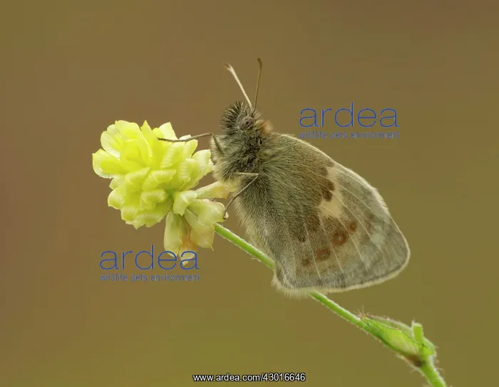  : Small Heath Butterfly June