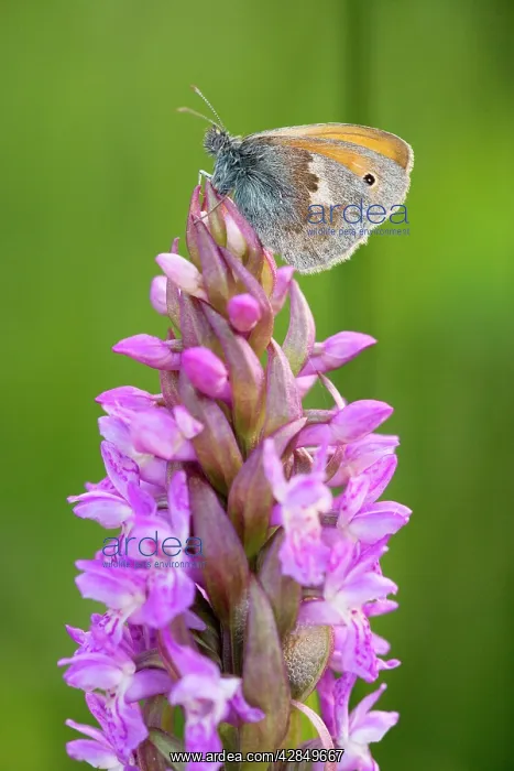  : Small Heath Butterfly - settled on early marsh