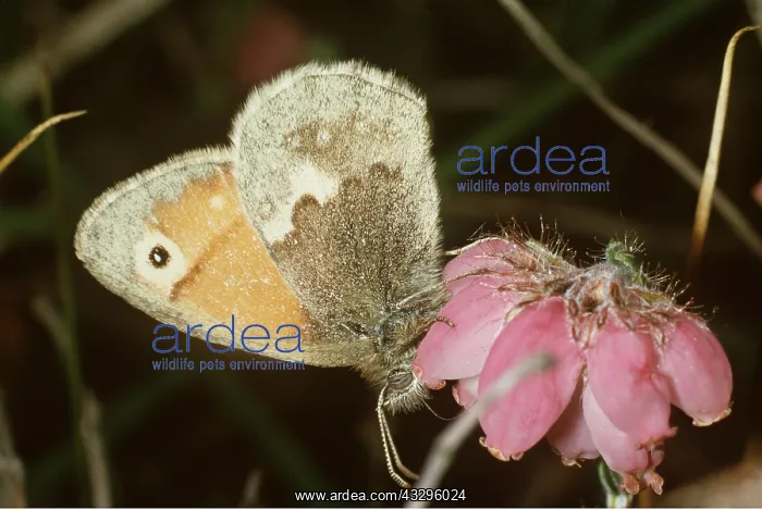 : SMALL HEATH BUTTERFLY - side view : SMALL HEATH BUTTERFLY - side view