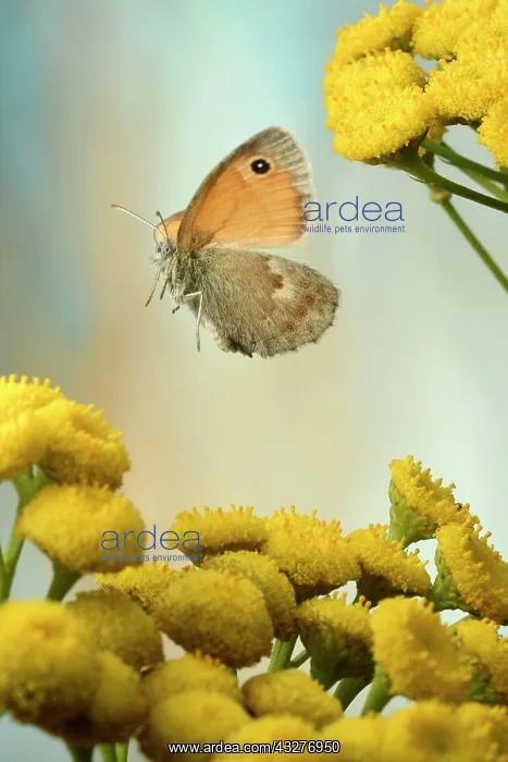 : Small heath (Coenonympha pamphilus), in flight on : Small heath (Coenonympha pamphilus), in flight on