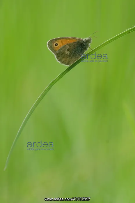: Small Heath (Coenonympha pamphilus) on grass - Bourgogne : Small Heath (Coenonympha pamphilus) on grass - Bourgogne