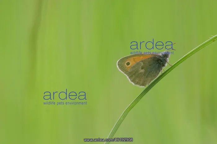 : Small Heath (Coenonympha pamphilus) on grass - Bourgogne : Small Heath (Coenonympha pamphilus) on grass - Bourgogne